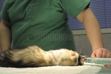 Giving anaesthesia gas to a domestic ferret by a veterinary