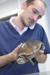 Exam of a red-eared pond slider by a veterinarian