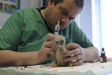 Veterinarian treating a lammergeier chick