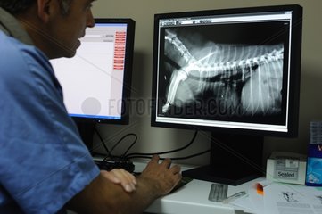 Xray exam on a dog by a veterinarian
