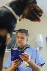 Dog's passport checking by a veterinarian