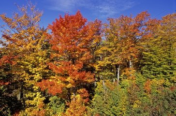 Indian summer and forest in Canada