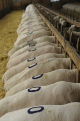 Lacaune race ewes inside eating in a stall