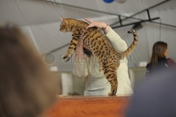 Bengal race cat presented in a feline show