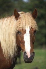 Portrait of a palomino Horse