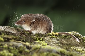 Eurasian shrew on mossy stone Midlands