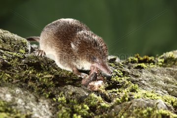 Eurasian shrew eating a worm Midlands