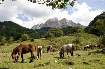 Horses in semi freedom in Pyrenees mountains - France