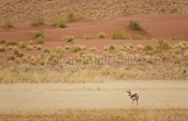 Springbok at Sossusvlei in the Namib Desert in Namibia