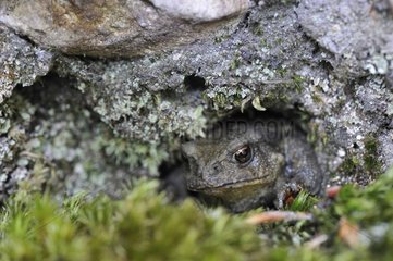 Toad at the entrance to a hole in the ground with a slope France
