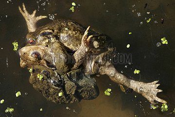 Common toads mating in water Center France