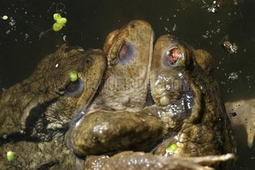Common toads mating in water Center France