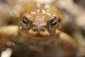 Portrait of common toad Centre France