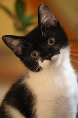 Portrait of young black and white cat male France