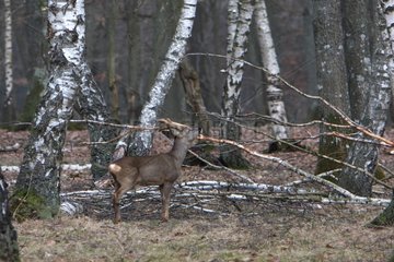 European Roe Deer in a forest of Sénart France