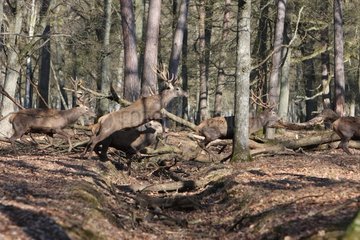 Group of Deer in the forest of Rambouillet France