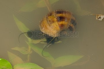 Freshwater gastropod in water French Guiana