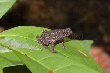 Toad on a leaf French Guiana