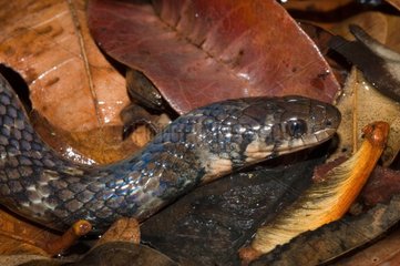 Short Ground Snake on dead leaves French Guiana