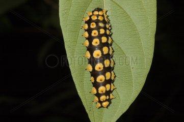 Caterpillar on a leaf French Guiana
