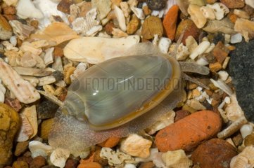 Marginellidae Snail on gravel French Guiana