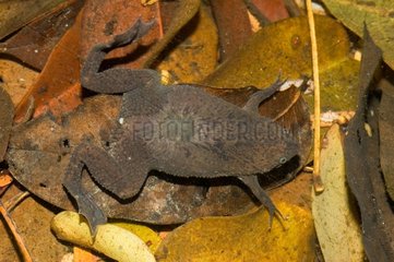 Albina Surinam Toad female on water French Guiana