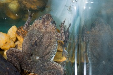 Albina Surinam Toad female on water French Guiana