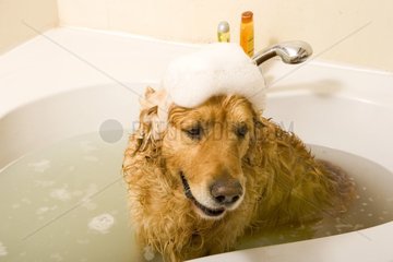 Chien Golden Retriever dans une baignoire
