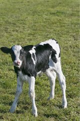 Erste Schritte eines Holstein -Kalbs in einer Wiese