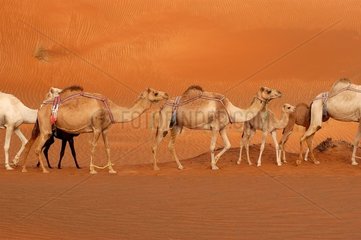Dromedäre in der Wüste der Vereinigten Arabischen Emirate