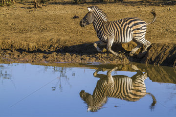 Burchell's zebra (Equus quagga burchellii) runnig on bank  Kruger National Park  South Africa