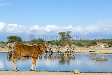 Cow and Donkeys drinking on bank - Lake Magadi Kenya