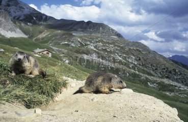 Paire de Marmottons dans le massif de la Vanoise France