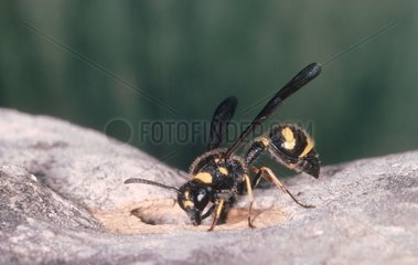 Potter wasp building its nest with mud