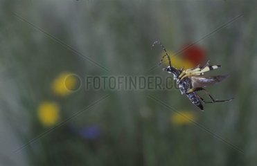 Langhörner Käfer im Flug Auvergne Frankreich