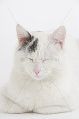 Portrait of lying Domestic Cat closing its eyes