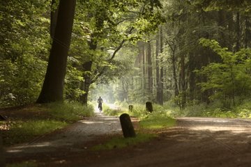 Cycling on a path in the woods at spring Voorst Netherland
