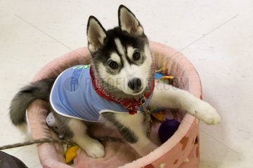 Jeune Husky dans un parc dédié aux chiens Tokyo