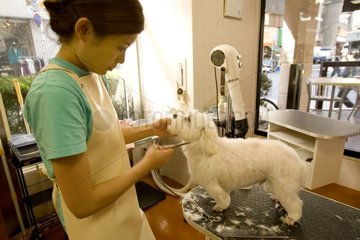 Frau schneidet Hundehaare in einem Schönheitssalon