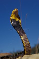 Peter's Cobra upright posture threat Leyte Philippines