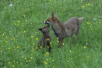 Red Fox and young on grass Vosges France