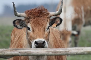 Portrait of Cow maraichine - Marais Breton-Vendée France