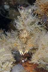 Crab camouflaged on reef - Alaska Pacific Ocean