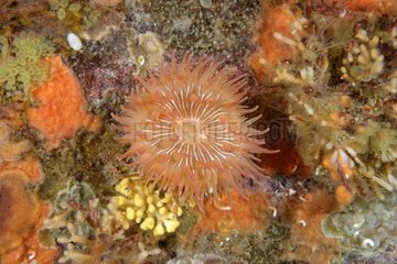 Giant brooding anemone on reef - Alaska Pacific Ocean