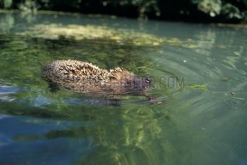 European Hedgehog swimming in a water area Picardie