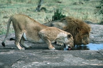 Lion couple drinking in a washbasin rock Kenya