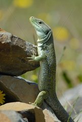 Ocellated Lizard on rocks La Serena Extremadura Spain