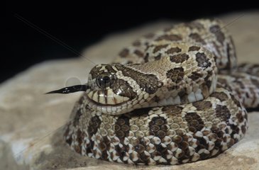 Western hognose snake with a malformation
