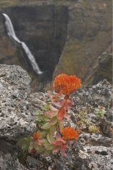 Plants face the Haifoss cascade in Iceland