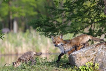Red Fox und Young auf Bank Minnesota USA